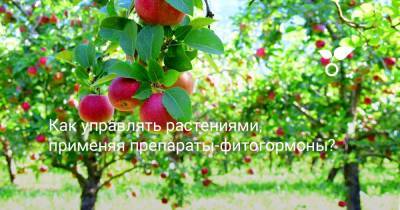 Как управлять растениями, применяя препараты-фитогормоны? - botanichka.ru