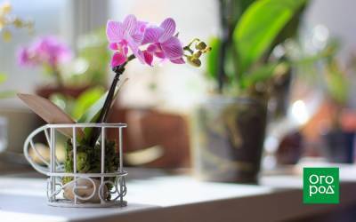 Мини-орхидеи: виды и тонкости выращивания дома - ogorod.ru