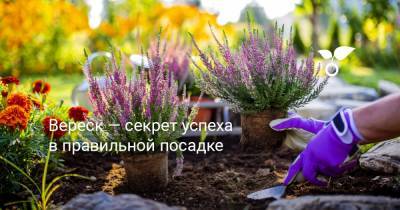 Вереск — секрет успеха в правильной посадке - botanichka.ru