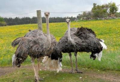 Внешний вид страусов - sad-dacha-ogorod.com