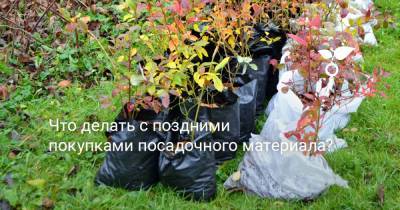 Что делать с поздними покупками посадочного материала? - botanichka.ru