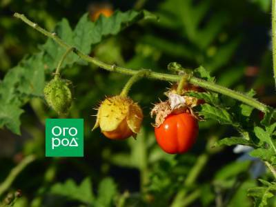 Колючий томат личи – растим в средней полосе - ogorod.ru
