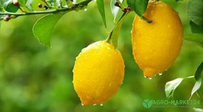 Как вырастить комнатный лимон и получить плоды - agro-market24.ru