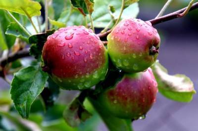 Как правильно поливать яблони, чтобы получить богатый урожай - belnovosti.by