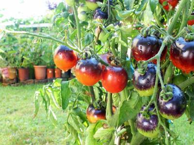 Самые необычные гибриды томатов – мифы и реальность - ogorod.ru