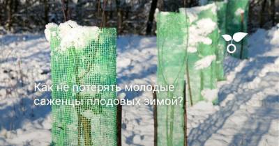 Как не потерять молодые саженцы плодовых зимой? - botanichka.ru
