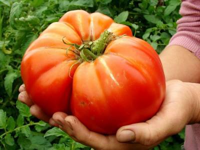 Крупноплодные сорта томатов – 10 гигантов - ogorod.ru