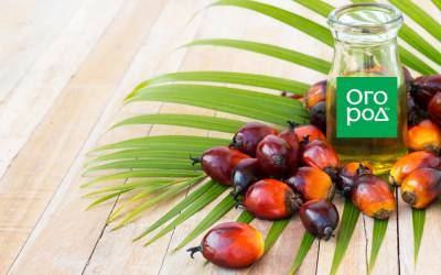 Пальмовое масло – факты о нашумевшем продукте - ogorod.ru - Индонезия - Египет - Малайзия