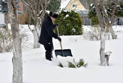 Какие растения сейчас надо утеплить снегом прежде всего? - oblgazeta.ru