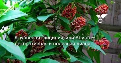 Клубневая глициния, или Апиос — декоративная и полезная лиана - botanichka.ru