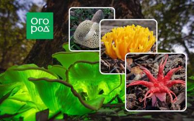 10 необычных грибов, о которых вы, возможно, не слышали - ogorod.ru - Австралия - штат Техас