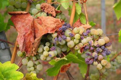 Как правильно обрезать виноград осенью: дачные хитрости - belnovosti.by