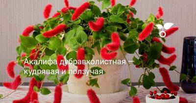 Акалифа дубравколистная — кудрявая и ползучая - botanichka.ru