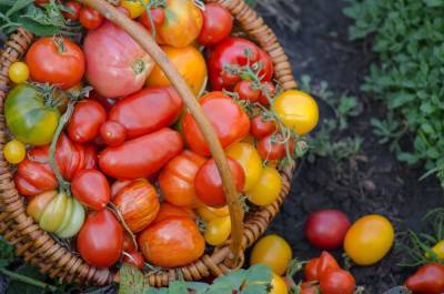 Какие бывают томаты: классификация видов, групп и сортов - ogorod.ru - Россия