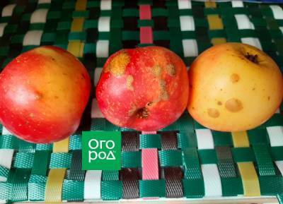 На яблоках наросты – что это такое - ogorod.ru