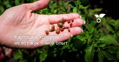 Картошка, которую не ест жук — мой опыт - botanichka.ru