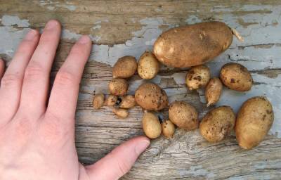 Почему картофель опять не уродился? 7 самых частых причин - ogorod.ru