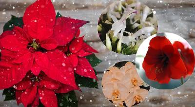 Самые новогодние цветы: ТОП 5 символов Рождества - supersadovnik.ru