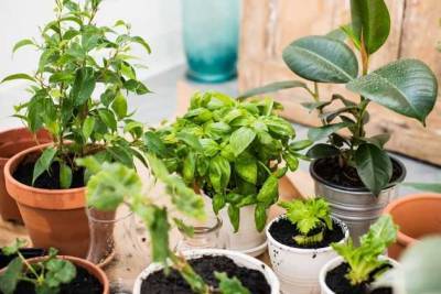 Как вырастить комнатные растения из семян - sotki.ru