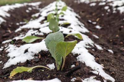 Как посеять капусту под зиму, и что для этого надо знать - ogorod.ru