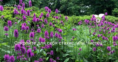 Откройте для себя стахис, или Чистец - botanichka.ru