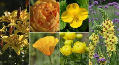 Желтые цветы: самые красивые садовые многолетники с желтыми и оранжевыми цветками, ТОП 60 - supersadovnik.ru