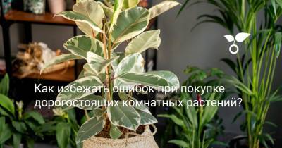 Как избежать ошибок при покупке дорогостоящих комнатных растений? - botanichka.ru