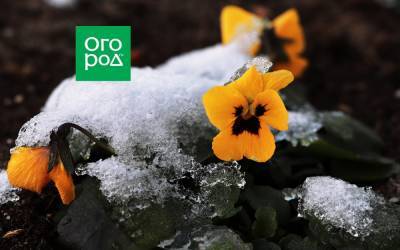 Виола цветет в ноябре: что делать? - ogorod.ru