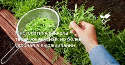 Многолетняя руккола — такая же вкусная, но более удобная в выращивании - botanichka.ru