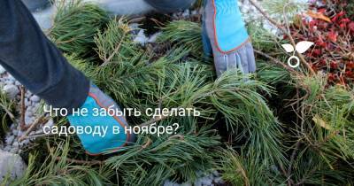 Что не забыть сделать садоводу в ноябре? - botanichka.ru