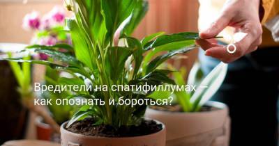 Вредители на спатифиллумах — как опознать и бороться? - botanichka.ru
