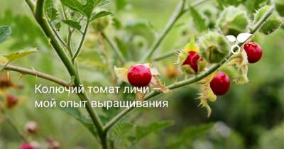 Колючий томат личи — мой опыт выращивания - botanichka.ru - Бразилия