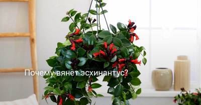 Почему вянет эсхинантус? - botanichka.ru