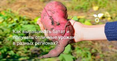 Как выращивать батат и получать отличные урожаи в разных регионах? - botanichka.ru - Россия