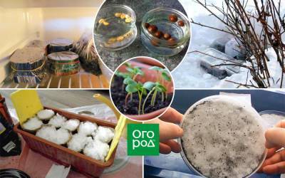 Стратификация семян в домашних условиях – все, что вы хотели знать - ogorod.ru