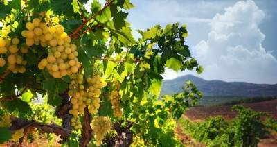 Иностранные сорта винограда - sad-dacha-ogorod.com - Израиль - Юар - Сша - г. Виноград - Канада - Португалия - Венгрия - Херсон