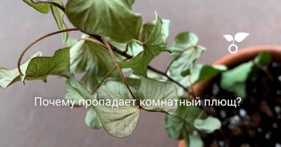 Почему пропадает комнатный плющ? - botanichka.ru