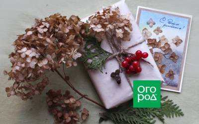 Что можно сделать из сухих цветов гортензии - ogorod.ru