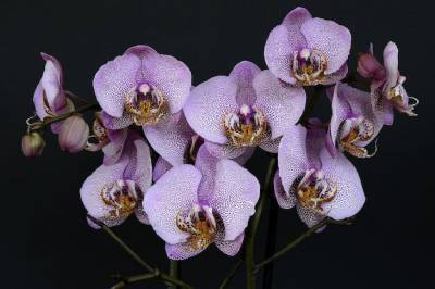 Три радикальных метода, которые помогут вашим орхидеям зацвести - belnovosti.by