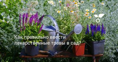 Как правильно ввести лекарственные травы в сад? - botanichka.ru