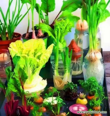 Овощи из обрезков и отходов (косточки, обрезки, верхушки) в домашних условиях - vsaduidoma.com
