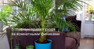 5 главных правил ухода за комнатными финиками - botanichka.ru