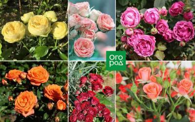 9 восхитительных сортов спрей-розы для средней полосы - ogorod.ru