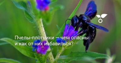 Пчелы-плотники — чем опасны и как от них избавиться? - botanichka.ru - Антарктида
