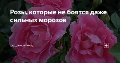 Розы, которые не боятся даже сильных морозов - zen.yandex.ru