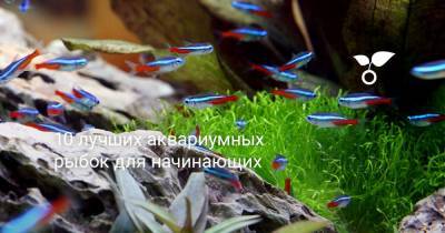 10 лучших аквариумных рыбок для начинающих - botanichka.ru