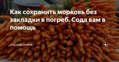 Как сохранить морковь без закладки в погреб. Сода вам в помощь - zen.yandex.ru