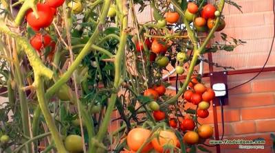 Подкормка индетерминантных томатов (помидор-индетов) - vsaduidoma.com