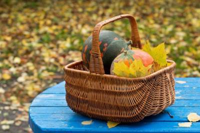 Лунный календарь дачника на 2-8 ноября: что делать в огороде и саду - belnovosti.by