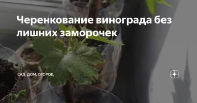 Черенкование винограда без лишних заморочек - zen.yandex.ru